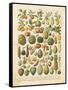 French Fruit Chart-Gwendolyn Babbitt-Framed Stretched Canvas