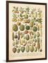 French Fruit Chart-Gwendolyn Babbitt-Framed Art Print