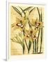 French Gladiola-Samuel Curtis-Framed Art Print