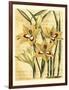 French Gladiola-Samuel Curtis-Framed Art Print