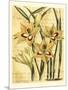 French Gladiola-Samuel Curtis-Mounted Art Print