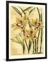 French Gladiola-Samuel Curtis-Framed Art Print