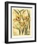 French Gladiola-Samuel Curtis-Framed Art Print