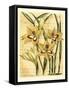 French Gladiola-Samuel Curtis-Framed Stretched Canvas