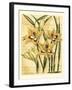 French Gladiola-Samuel Curtis-Framed Art Print