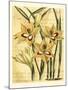 French Gladiola-Samuel Curtis-Mounted Art Print