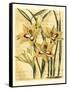 French Gladiola-Samuel Curtis-Framed Stretched Canvas