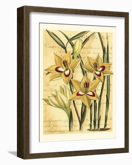 French Gladiola-Samuel Curtis-Framed Art Print