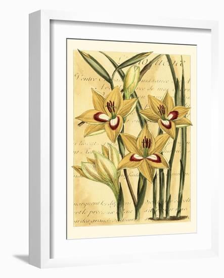 French Gladiola-Samuel Curtis-Framed Art Print