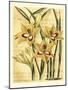 French Gladiola-Samuel Curtis-Mounted Art Print