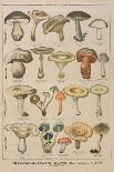 Good and Bad Mushrooms, Illustration from the Illustrated Supplement of Le Petit Journal-French-Giclee Print