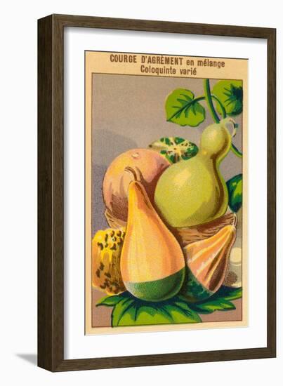 French Gourd Selection Seed Packet-null-Framed Art Print