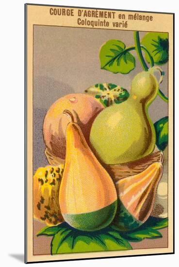 French Gourd Selection Seed Packet-null-Mounted Art Print
