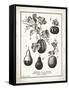 French Gourds-Gwendolyn Babbitt-Framed Stretched Canvas