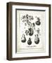 French Gourds-Gwendolyn Babbitt-Framed Art Print