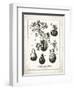 French Gourds-Gwendolyn Babbitt-Framed Art Print