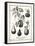 French Gourds-Gwendolyn Babbitt-Framed Stretched Canvas