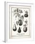 French Gourds-Gwendolyn Babbitt-Framed Art Print