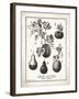 French Gourds-Gwendolyn Babbitt-Framed Art Print