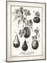 French Gourds-Gwendolyn Babbitt-Mounted Premium Giclee Print