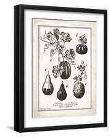 French Gourds-Gwendolyn Babbitt-Framed Art Print