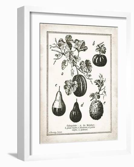 French Gourds-Gwendolyn Babbitt-Framed Art Print