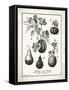 French Gourds-Gwendolyn Babbitt-Framed Stretched Canvas