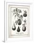 French Gourds-Gwendolyn Babbitt-Framed Art Print