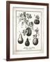 French Gourds-Gwendolyn Babbitt-Framed Art Print