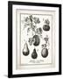 French Gourds-Gwendolyn Babbitt-Framed Art Print