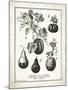 French Gourds-Gwendolyn Babbitt-Mounted Art Print