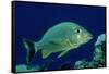 French Grunt (Haemulon Flavolineatum) Caribbean-Reinhard Dirscherl-Framed Stretched Canvas