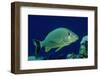 French Grunt (Haemulon Flavolineatum) Caribbean-Reinhard Dirscherl-Framed Photographic Print