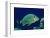 French Grunt (Haemulon Flavolineatum) Caribbean-Reinhard Dirscherl-Framed Photographic Print