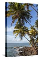 French Guiana, Ile St. Joseph. View of Palm Trees and Rocks on Beach-Alida Latham-Stretched Canvas