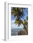 French Guiana, Ile St. Joseph. View of Palm Trees and Rocks on Beach-Alida Latham-Framed Photographic Print