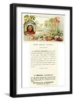 French Guiana-null-Framed Giclee Print