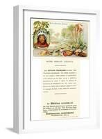 French Guiana-null-Framed Giclee Print