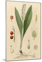 French Herbal-null-Mounted Premium Giclee Print