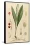 French Herbal-null-Framed Stretched Canvas