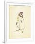 French Herbarium 1-Devon Ross-Framed Art Print