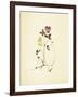 French Herbarium 1-Devon Ross-Framed Art Print