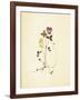 French Herbarium 1-Devon Ross-Framed Art Print