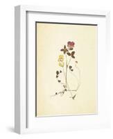 French Herbarium 1-Devon Ross-Framed Art Print