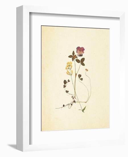 French Herbarium 1-Devon Ross-Framed Art Print