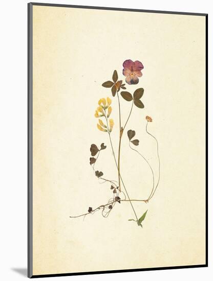 French Herbarium 1-Devon Ross-Mounted Art Print