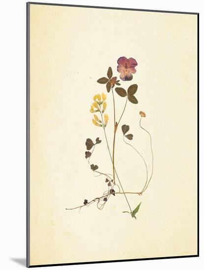 French Herbarium 1-Devon Ross-Mounted Art Print