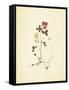 French Herbarium 1-Devon Ross-Framed Stretched Canvas