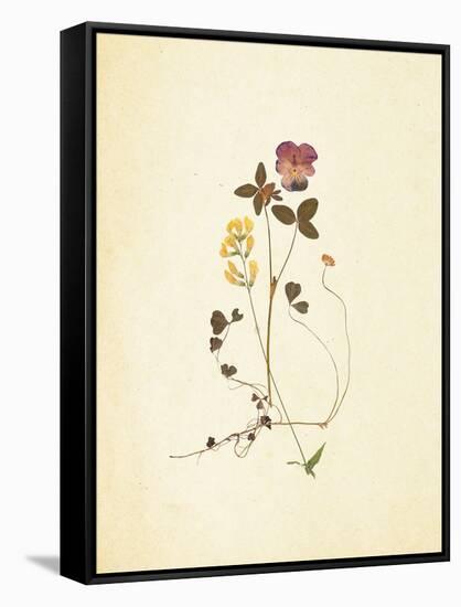 French Herbarium 1-Devon Ross-Framed Stretched Canvas