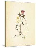 French Herbarium 1-Devon Ross-Stretched Canvas